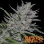 Superfast Auto Feminized Marijuana Strain by Big Head Seeds For Sale Online at Cannabis Seeds Outlet