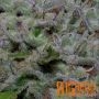 Superfast Auto Feminized by Big Head Seeds THC Content Potency Strength CBD Height Yield Flowering Time Indica Sativa Genetics