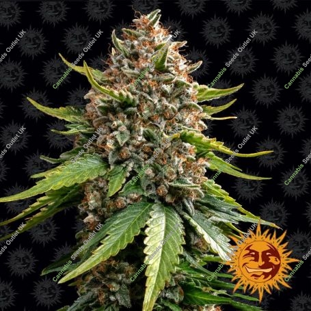 White Widow XXL Auto Feminized Marijuana Strain by Barneys Farm For Sale Online at Cannabis Seeds Outlet