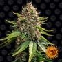 White Widow XXL Auto Feminized Marijuana Strain by Barneys Farm For Sale Online at Cannabis Seeds Outlet