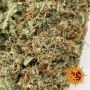 White Widow XXL Auto Feminized by Barneys Farm THC Content Potency Strength CBD Height Yield Flowering Time Indica Sativa Geneti