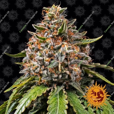 White Widow XXL Feminized Marijuana Strain by Barneys Farm For Sale Online at Cannabis Seeds Outlet