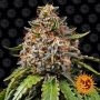 White Widow XXL Feminized Marijuana Strain by Barneys Farm For Sale Online at Cannabis Seeds Outlet
