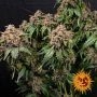 White Widow XXL Feminized by Barneys Farm THC Content Potency Strength CBD Height Yield Flowering Time Indica Sativa Genetics