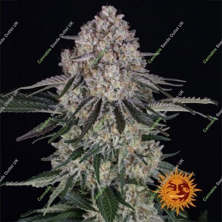 Sour Diesel Auto Feminized Marijuana Strain by Barneys Farm For Sale Online at Cannabis Seeds Outlet