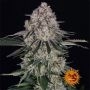 Sour Diesel Auto Feminized Marijuana Strain by Barneys Farm For Sale Online at Cannabis Seeds Outlet