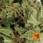 Sour Diesel Auto Feminized by Barneys Farm THC Content Potency Strength CBD Height Yield Flowering Time Indica Sativa Genetics
