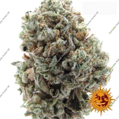 Sour Diesel Feminized Marijuana Strain by Barneys Farm For Sale Online at Cannabis Seeds Outlet