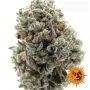 Sour Diesel Feminized Marijuana Strain by Barneys Farm For Sale Online at Cannabis Seeds Outlet