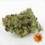 Barneys Farm Sour Diesel Smoke Buds Weed Ganja Skunk Dope Pot Images Pics Nuggets