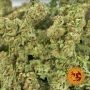 Sour Diesel Feminized by Barneys Farm THC Content Potency Strength CBD Height Yield Flowering Time Indica Sativa Genetics