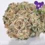 Zoomiez Feminized by Anesia Seeds THC Content Potency Strength CBD Height Yield Flowering Time Indica Sativa Genetics