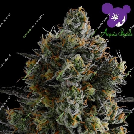Zoomiez Feminized Marijuana Strain by Anesia Seeds For Sale Online at Cannabis Seeds Outlet