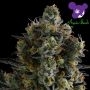 Zoomiez Feminized Marijuana Strain by Anesia Seeds For Sale Online at Cannabis Seeds Outlet