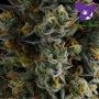 Anesia Seeds Zoomiez Smoke Buds Weed Ganja Skunk Dope Pot Images Pics Nuggets