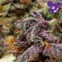 Toffee Pudding Auto Feminized by Anesia Seeds THC Content Potency Strength CBD Height Yield Flowering Time Indica Sativa Genetic