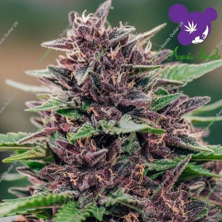 Toffee Pudding Auto Feminized Marijuana Strain by Anesia Seeds For Sale Online at Cannabis Seeds Outlet
