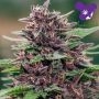 Toffee Pudding Auto Feminized Marijuana Strain by Anesia Seeds For Sale Online at Cannabis Seeds Outlet