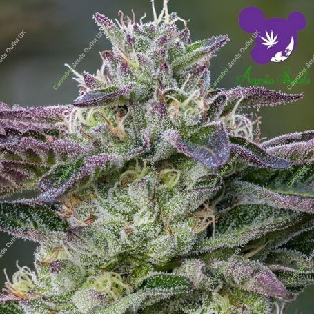 The Sin Feminized Marijuana Strain by Anesia Seeds For Sale Online at Cannabis Seeds Outlet