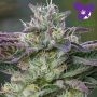The Sin Feminized Marijuana Strain by Anesia Seeds For Sale Online at Cannabis Seeds Outlet