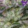 The Sin Feminized by Anesia Seeds THC Content Potency Strength CBD Height Yield Flowering Time Indica Sativa Genetics