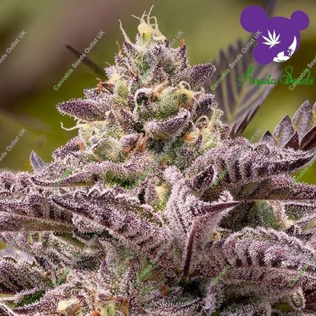 Tahiti Vibez Auto Feminized Marijuana Strain by Anesia Seeds For Sale Online at Cannabis Seeds Outlet