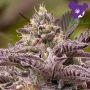 Tahiti Vibez Auto Feminized Marijuana Strain by Anesia Seeds For Sale Online at Cannabis Seeds Outlet