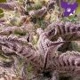 Anesia Seeds Tahiti Vibez Auto Smoke Buds Weed Ganja Skunk Dope Pot Images Pics Nuggets
