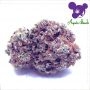 Anesia Seeds Red Banana Pudding Smoke Buds Weed Ganja Skunk Dope Pot Images Pics Nuggets