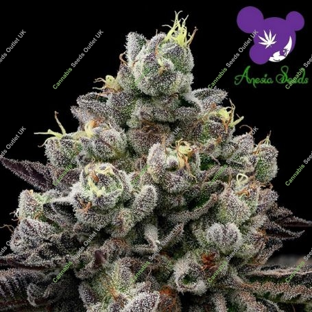 Red Banana Pudding Feminized Marijuana Strain by Anesia Seeds For Sale Online at Cannabis Seeds Outlet