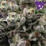 Red Banana Pudding Feminized by Anesia Seeds THC Content Potency Strength CBD Height Yield Flowering Time Indica Sativa Genetics