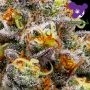 Purple Boost Highness Feminized by Anesia Seeds THC Content Potency Strength CBD Height Yield Flowering Time Indica Sativa Genet