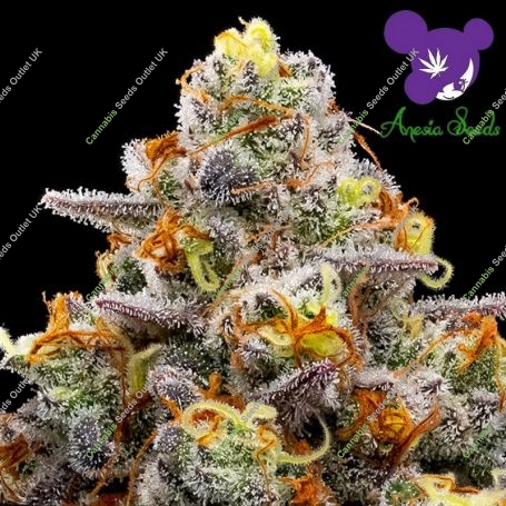 Purple Boost Highness Feminized Marijuana Strain by Anesia Seeds For Sale Online at Cannabis Seeds Outlet