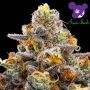 Purple Boost Highness Feminized Marijuana Strain by Anesia Seeds For Sale Online at Cannabis Seeds Outlet