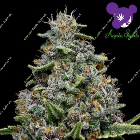 Pink Matcha Slush Feminized Marijuana Strain by Anesia Seeds For Sale Online at Cannabis Seeds Outlet