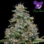 Pink Matcha Slush Feminized Marijuana Strain by Anesia Seeds For Sale Online at Cannabis Seeds Outlet