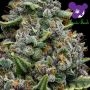 Pink Matcha Slush Feminized by Anesia Seeds THC Content Potency Strength CBD Height Yield Flowering Time Indica Sativa Genetics