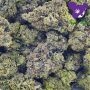 Anesia Seeds Oracle Octane Smoke Buds Weed Ganja Skunk Dope Pot Images Pics Nuggets