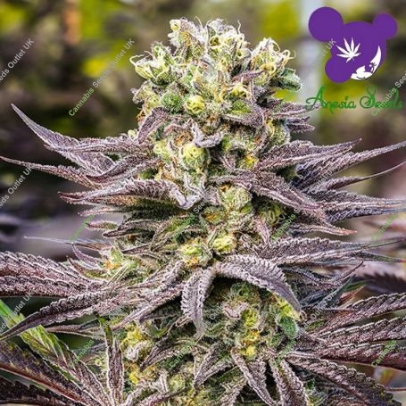 Oracle Octane Feminized Marijuana Strain by Anesia Seeds For Sale Online at Cannabis Seeds Outlet