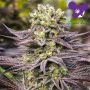 Oracle Octane Feminized Marijuana Strain by Anesia Seeds For Sale Online at Cannabis Seeds Outlet