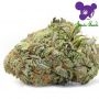 Oracle Octane Feminized by Anesia Seeds THC Content Potency Strength CBD Height Yield Flowering Time Indica Sativa Genetics