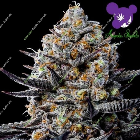Jealousy Dankness Feminized Marijuana Strain by Anesia Seeds For Sale Online at Cannabis Seeds Outlet