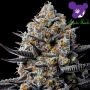 Jealousy Dankness Feminized Marijuana Strain by Anesia Seeds For Sale Online at Cannabis Seeds Outlet