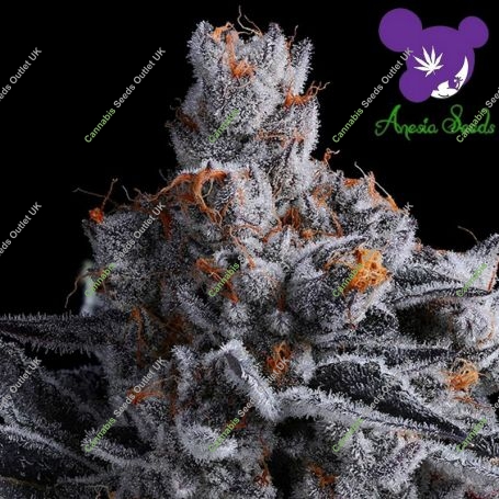 High MARS Feminized Marijuana Strain by Anesia Seeds For Sale Online at Cannabis Seeds Outlet