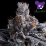 High MARS Feminized Marijuana Strain by Anesia Seeds For Sale Online at Cannabis Seeds Outlet