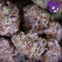 Anesia Seeds High MARS Smoke Buds Weed Ganja Skunk Dope Pot Images Pics Nuggets