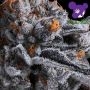 High MARS Feminized by Anesia Seeds THC Content Potency Strength CBD Height Yield Flowering Time Indica Sativa Genetics