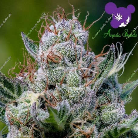 Green Apple Juice Automatic Marijuana Strain by Anesia Seeds For Sale Online at Cannabis Seeds Outlet