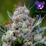 Green Apple Juice Automatic Marijuana Strain by Anesia Seeds For Sale Online at Cannabis Seeds Outlet
