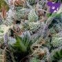 Green Apple Juice Automatic by Anesia Seeds THC Content Potency Strength CBD Height Yield Flowering Time Indica Sativa Genetics